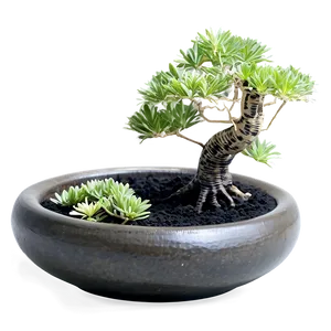 Zen Garden Plants PNG Trj61 PNG