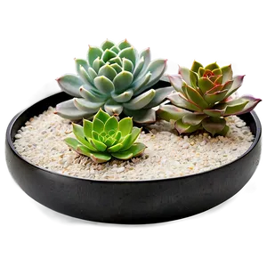 Zen Garden Succulents PNG Cci PNG