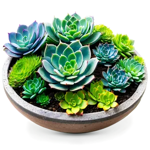 Zen Garden Succulents PNG Svw PNG