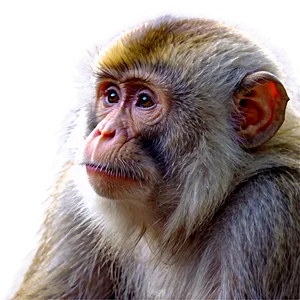 Zen Monkey Face Meditation PNG 80 PNG