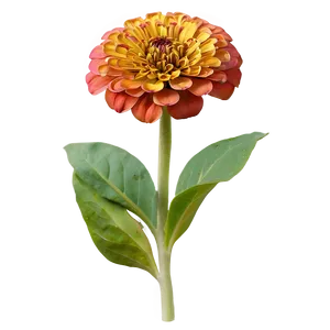 Zesty Zinnia PNG 10 PNG