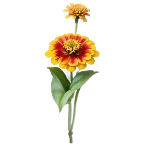 Zesty Zinnia Png Idv7 PNG image