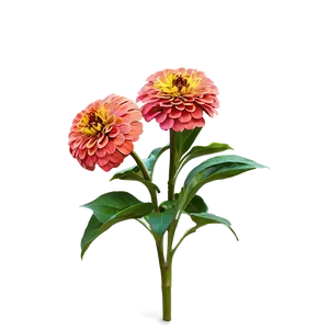 Zinnia Flower Bush PNG 41