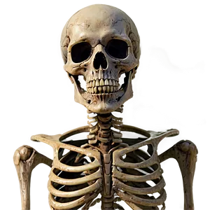 Zombie Skeleton Png 05032024 PNG image