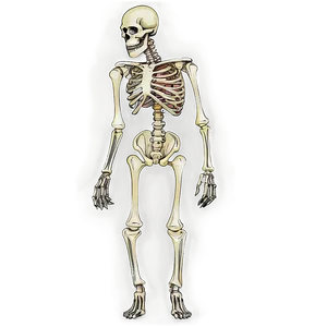 Zombie Skeleton Png Wsm79 PNG image