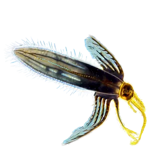 Zooplankton Adaptations PNG 06292024 PNG