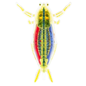 Zooplankton Anatomy PNG Cvj PNG