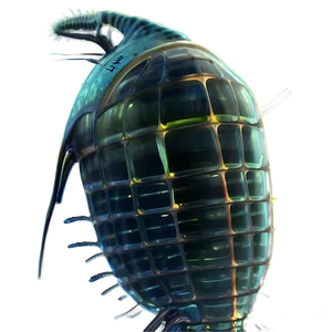 Zooplankton Close-up PNG 30