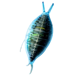 Zooplankton Eating Plastic PNG Aai
