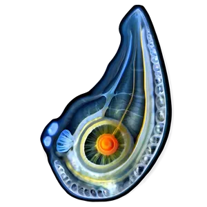 Zooplankton Ecological Role PNG Xho