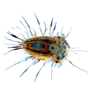 Zooplankton Feeding Behavior PNG 24