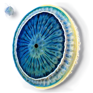 Zooplankton In Climate Change Research PNG 06292024 PNG