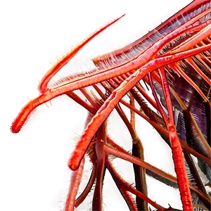 Zooplankton In Coral Reef Ecosystem PNG 45 PNG