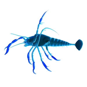 Zooplankton Silhouette PNG Txe71