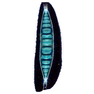 Zooplankton Under Dark Field Microscopy PNG Xto5 PNG