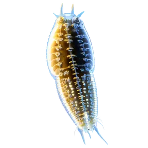 Zooplankton Under Microscope PNG Gcr12
